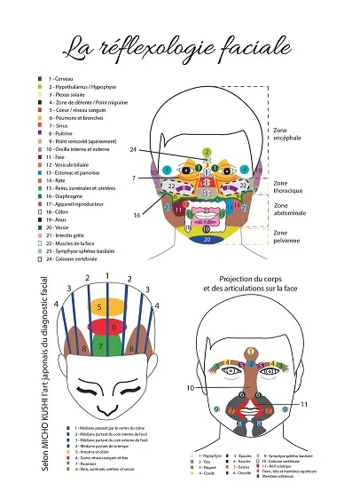 Affiche des zones réflexes cranio faciale - Édulys Formation