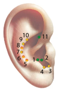 Oreille endocrinien pour des soins en réflexologie auriculaire