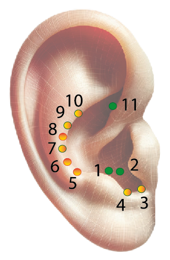 Oreille endocrinien pour des soins en réflexologie auriculaire