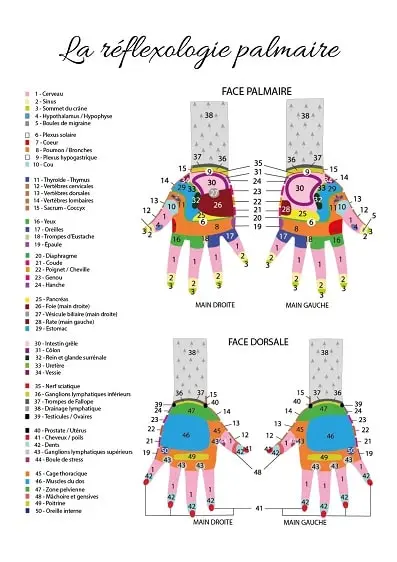 Affiche zones réflexes palmaire - Édulys Formation