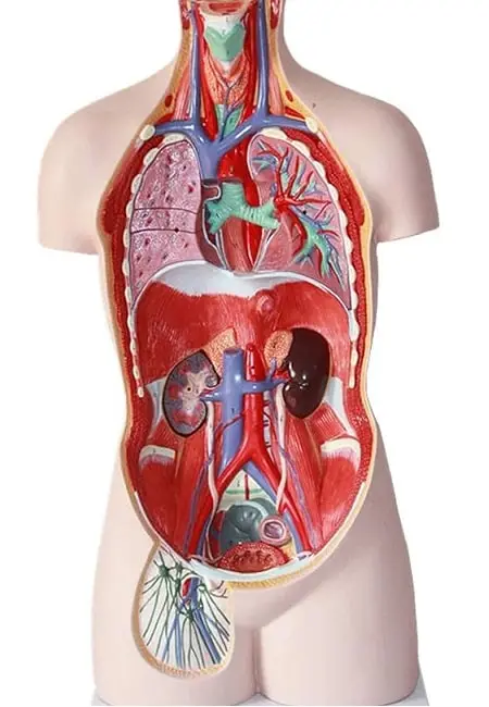 Anatomie et physiologie du corps humain - École Édulys Formation